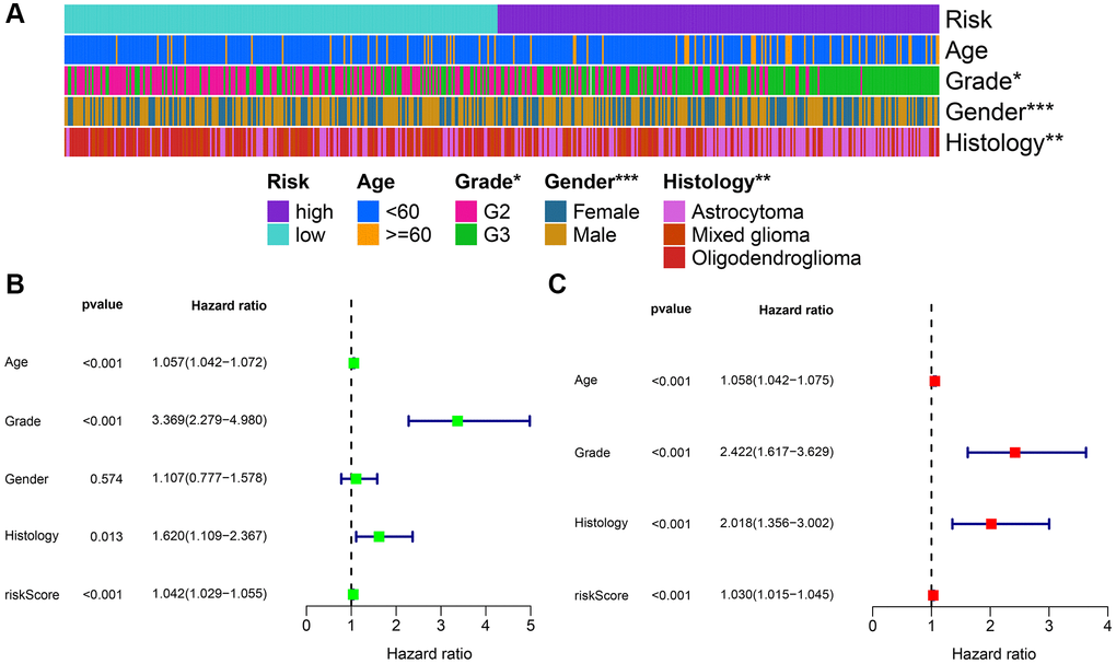 Combined analysis of signature and clinicopathological characteristics in the whole set. (A) Heatmap presents the distribution of clinical feature and corresponding risk score. (B) Univariate Cox regression analysis of clinical characteristics and signature. (C) Multivariate Cox regression analysis of clinical characteristics and signature. *P **P ***P 