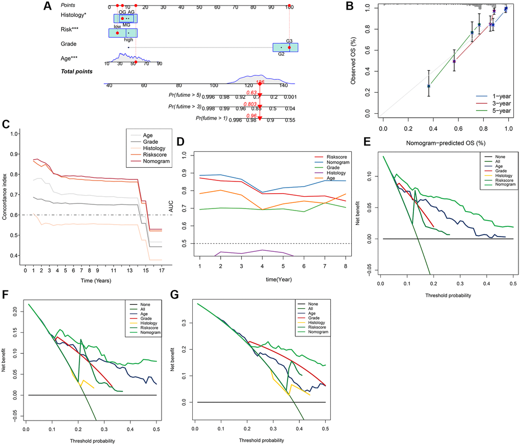 Nomogram model for the prediction of LGG prognosis for 1-year, 3-year, 5-year OS in the whole set. (A) Nomogram of applied to predict survival. (B) Calibration curve. (C) Graph showing concordance index changes over time. (D) AUC values of time-dependent ROC curves changes over time. (E–G) Decision curve analysis for 1-year, 3-year, 5-year OS.