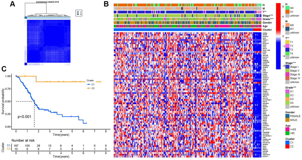 Tumor classification. (A) Consensus clustering matrix (k = 2). (B) Heatmap. (C) Kaplan–Meier OS curves.