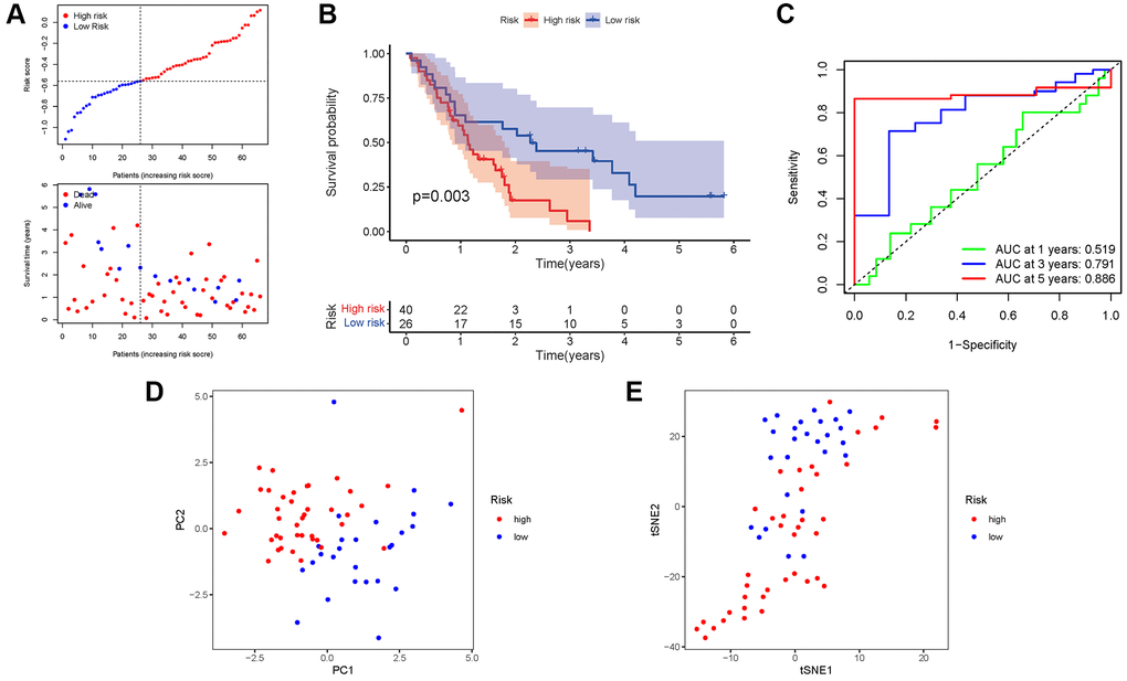 Validation of the risk model in the GEO cohort. (A) Risk survival status plot. (B) Kaplan–Meier curve result. (C) The AUC of the prediction of 1, 3, 5-year survival rate of PAAD. (D) PCA plot. (E) t-SNE plot.