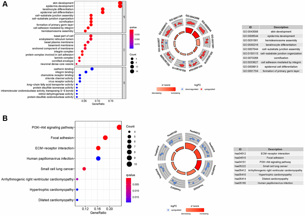 GO and KEGG analyses for ARGs. (A) GO, (B) KEGG.