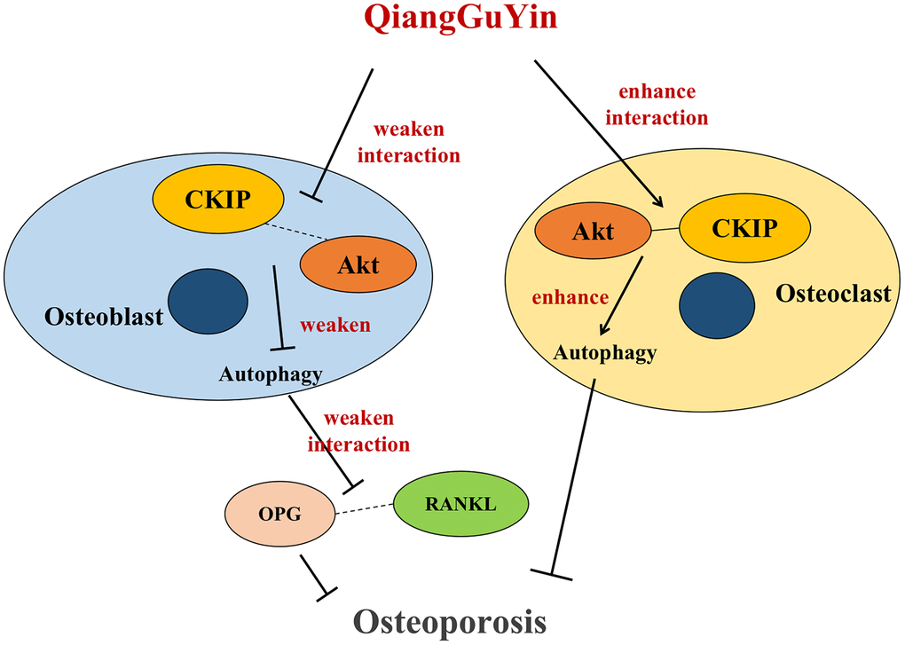 Schematic diagram of QGY differential regulation of CKIP-1/AKT/mTOR/autophagy pathways in osteoblasts and osteoclasts.