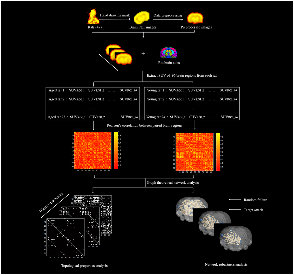 The diagram of network construction and analysis.