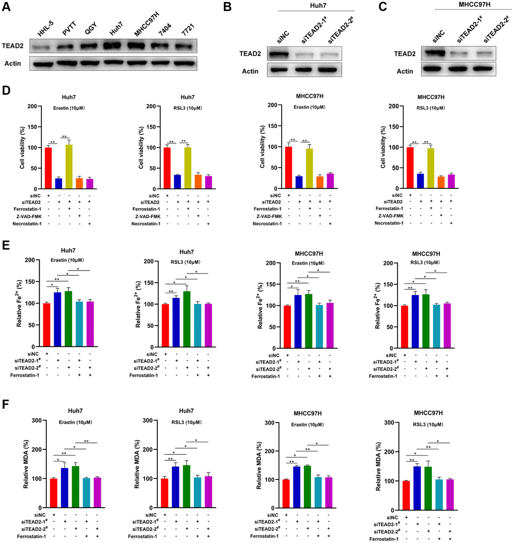 TEAD2 negatively regulates ferroptosis in HCC. (A) The protein levels of TEAD2 in normal liver cell line HHL-5 and HCC cell lines PVTT, QGY, Huh7, MHCC97H, 7404 and 7721. (B–C) Knockout of TEAD2 in Huh7 and MHCC97H cells was confirmed by Western blot. (D) Knocked down of TEAD2 (siTEAD2-1) promoted the cell death induced by erastin and RSL3 in Huh7 and MHCC97H cells. The cells were treated with erastin (10 μM) or RSL3 (10 μM) with or without ferrostatin-1 (5 μM), ZVAD-FMK (10 μM) and necrostatin-1 (5 μM) for 24 h. They were tested by a CCK-8 kit. (E–F) The expression levels of TEAD2 impacted on the Fe2+ and MDA accumulation in erastin or RSL3-treated Huh7 and MHCC97H cells. The cells were treated with erastin (10 μM) or RSL3 (10 μM) for 24 h. Subsequently, the intracellular Fe2+ and MDA were assayed. Data was represented with mean ± SD (n = 3). *p **p 