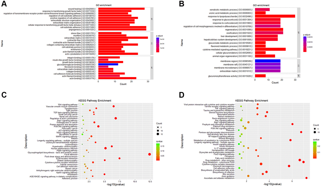 Gene ontology and KEGG pathway enrichment results. (A) GO enrichment analysis of up-regulated DEGs. (B) GO enrichment analysis of down-regulated DEGs. (C) KEGG enrichment analysis of up-regulated DEGs. (D) KEGG enrichment analysis of down-regulated DEGs. Abbreviations: BP: Biological Process; CC: Cellular Component; MF: Molecular Function.