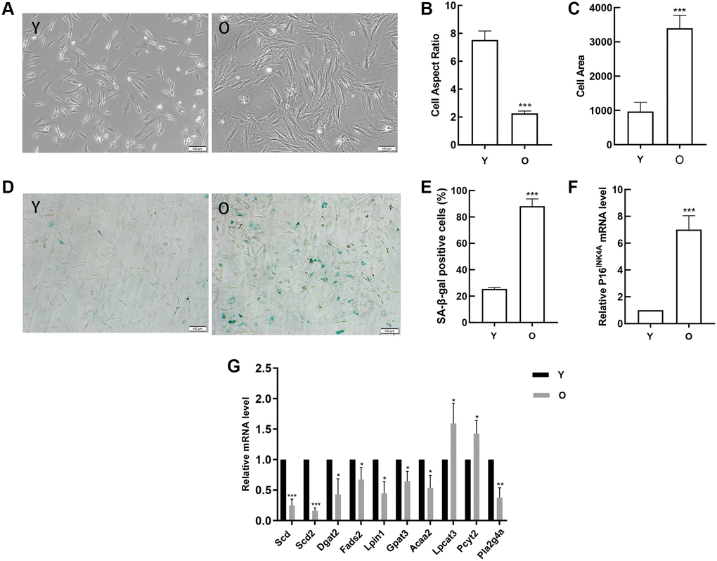 Detection of age-related changes in BMSCs and verification of gene expression. (A) Morphological alterations were observed under a phase-contrast microscope (scale bar = 100 μm). (B) The cell areas were obviously increased in the old BMSCs, and (C) the cell aspect ratios were clearly decreased. (D–E) SA-β-gal staining (scale bar = 100 μm). Senescent cells are stained blue. Compared with young cells, the proportion of positive cells in old BMSCs was significantly elevated. (F) RT-qPCR analyses of mRNA expression of the age-related factor pl6INK4A. BMSCs obtained from aged rats expressed elevated levels of pl6INK4A. (G)RT-qPCR detected the expression of the DEGs. Data indicate the mean ± SD, n = 3. *P **P ***P 