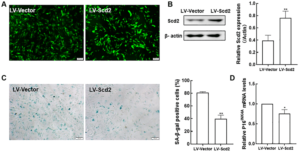 Scd2 over-expression alleviates senescence-associated variations in BMSCs. (A) EGFP expression under the fluorescence microscope (scale bar = 200 μm). (B) Determination of Scd2 protein expression levels by Western blot to demonstrate the transduction efficiency. (C) SA-β-gal staining (scale bar = 100 μm) and quantification of β-gal positive cells. (D) Gene expression of the senescence-related factor p16INK4a. Data indicate the mean ± SD, n = 3. *P **P 