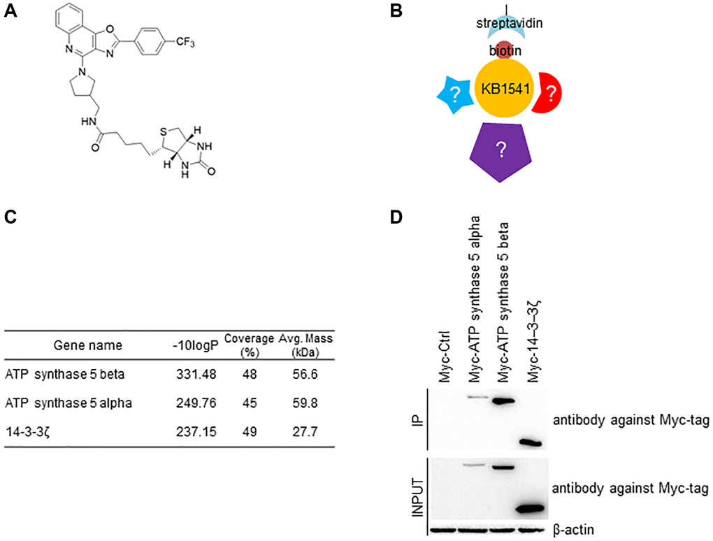 Identification of KB1541 interacting proteins. (A) Chemical structure of biotinylated KB1541. (B) Schematic diagram of immunoprecipitation workflow using biotinylated KB1541. (C) Ion Mobility Tandem Mass Spectrometer (IM-MS) identified 837 interacting proteins with biotinylated KB1541. Selected candidates - ATP synthase 5 alpha, ATP synthase 5 beta subunits and 14–3–3ζ protein are shown. -10 logP: -10 log (p-value), Coverage (%): a percentage of the total protein sequence covered by observed peptides, Avg. Mass (kDa): Average of protein molecular mass. (D) Co-precipitation of biotinylated KB1541 and Myc-tagged candidate proteins (Myc-tagged ATP synthase 5 alpha, Myc-tagged ATP synthase 5 beta subunits or Myc-tagged 14–3–3ζ proteins).