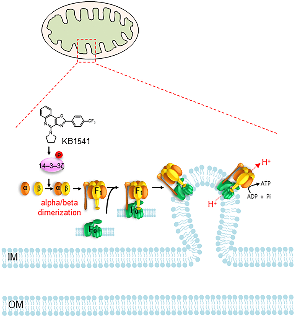 Proposed mechanism showing how KB1541 controls OXPHOS efficiency by regulating ATP synthase alpha/beta dimerization via phosphorylation of 14–3–3ζ protein. Abbreviations: IM: inner membrane; OM: outer membrane.