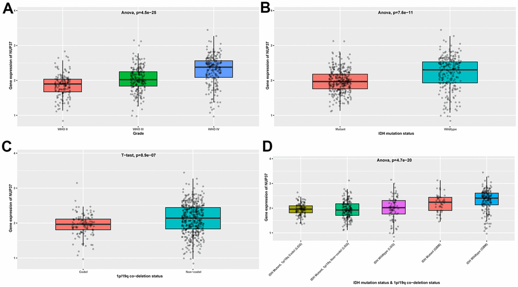 Expression of NUP37 in glioma. (A) NUP37 expression in various tumor stages of glioma patients from CGGA cohort. (B) NUP37 expression in indicated IDH mutation status of glioma patients from CGGA cohort. (C) NUP37 expression in indicated 1p/19q co-deletion status of glioma patients from CGGA cohort. (D) NUP37 expression in indicated groups of glioma patients from CGGA cohort.