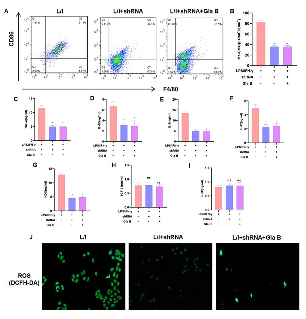 The role of NF-κB (p65) in Glaucocalyxin B-induced inhibition of SMG M1 polarization. (A–B) P65 silencing could inhibit SMG M1 polarization and Gla B cannot further inhibit M1 polarization. There was no difference between groups. Comparison with L/I, *P C–I) Detection of M1/M2 cell marker proteins. Gla B cannot further down-regulate the levels of TNF-α, IL-1β, IL-6, iNOS and IL-12 in P65 silenced cells. Comparison with L/I, *P J) Detection of ROS showed that Gla B could not further down-regulate the level of ROS in cells with P65 silencing.