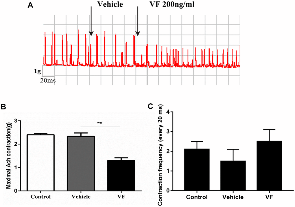 VF significantly inhibited the contractility of colonic smooth muscle strips from normal SD rats. Distal colonic strips of normal rats were treated with vehicle (PBS solution) or VF (200 ng/mL). Circular muscle strip contractility was recorded. (A) Representative image. (B) Quantitative analysis of contractile force. (C) Quantitative analysis of contractile frequency. *P n = 6.