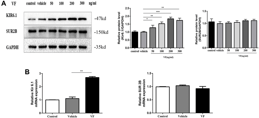 Altered VF expression induced Kir6.1 upregulation. (A) CSMCs were treated with vehicle (PBS solution) or 0, 50, 100, 200, and 300 ng/mL VF for 24 h. Western blotting analysis of KATP subunit protein levels in all the groups. Relative expression was normalized to that of GAPDH. Left panel: Representative image; right panel: Quantitative analysis from three independent experiments. (B) qRT-PCR analysis of KATP subunit mRNA levels in CSMCs treated with vehicle (PBS solution) or 200 ng/mL VF for 24 h. Relative expression was normalized to that of GAPDH. Left panel: Kir6.1 subunit; right panel: SUR 2B subunit. **P ***P 