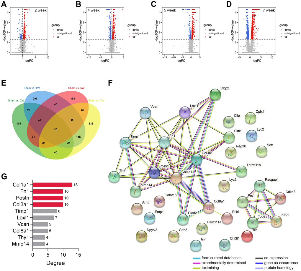 Genomic difference analyses and PPI network construction. (A–D) The volcano plots showing the differentially-expressed genes between the sham-operated and CRS model rats in week 2 (A), week 4 (B), week 5 (C), and week 7 (D). (E) A sum of 35 differentially expressed genes were overlapped. (F) The PPI network of the 35 genes. (G) The Top 10 genes with the highest degree value in the network. Abbreviation: PPI: protein-protein interaction network.