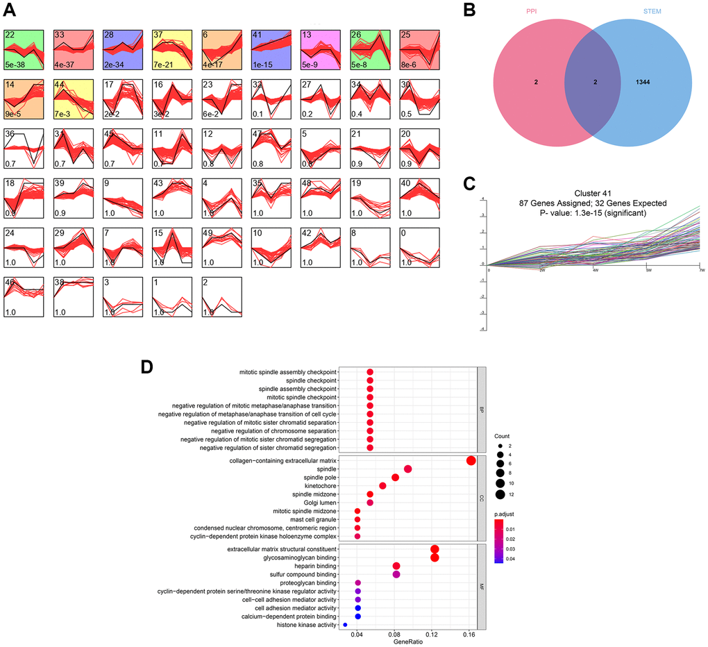 The time-series analyses. (A) 11 gene clusters were identified. The number at bottom-left in each cell represent the P-value and the number at top-left is the gene cluster ID. (B) FN1 and POSTN were con-determined by the network analysis and the time-series analysis. (C) FN1 and POSTN were encompassed in cluster 41, of which the P-value D) The GO functional annotation of the gene cluster 41. Abbreviation: GO: gene ontology.