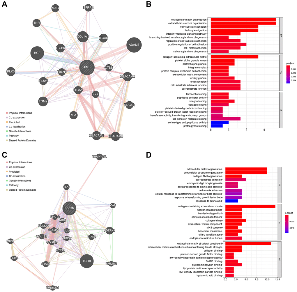 The functionally-related genes of FN1 and POSTN. (A) The Top 20 genes showing the highest association with FN1. (B) GO functional analysis of the FN1-related genes. (C) The Top 20 genes most associated with POSTN. (D) GO enrichment analysis of the POSTN-related genes. Abbreviation: GO: gene ontology.