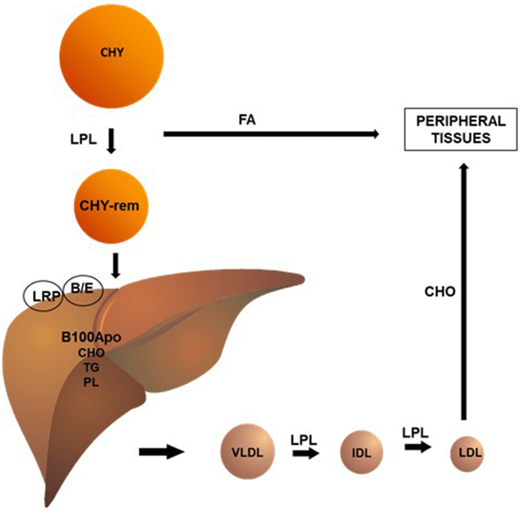 Chylomicrons (CHY) undergo the action of the lipoprotein lipase (LPL) enzyme, which hydrolyzes triglycerides (TG) and phospholipids (PL) present in these lipoproteins, making them available to peripheral tissues. This process reduces the size of the CHY, forming remnant CHY, which are quickly taken up by the B/E receptors and proteins related to the hepatic LDL receptor (LRP). The liver, in turn, synthesizes very low-density lipoprotein (VLDL) by conjugating TG (triglycerides), PL (phospholipids), and CHO (cholesterol) to apolipoprotein (apo) B100. Analogously to CHY, VLDL undergo LPL action in the circulation, originating intermediate density lipoproteins (IDL) and, ultimately, low-density lipoproteins (LDL). In human blood, LDL is the main carriers of cholesterol to peripheral tissues.