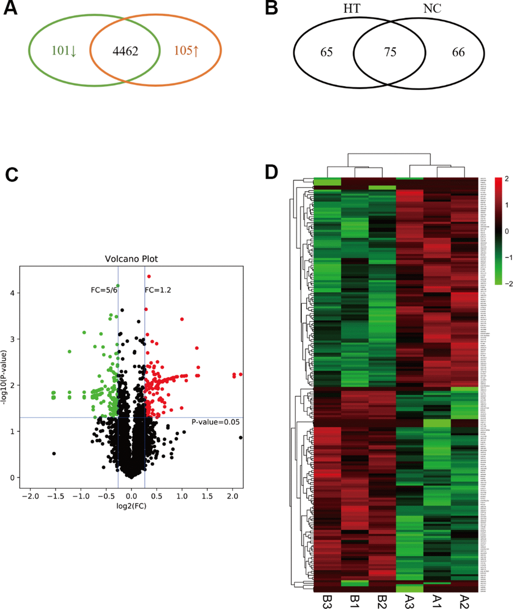 Expression profile, definition and clustering of differentially expressed proteins in sublethal heat treated breast cancer cells. (A) The Venn diagram indicated the upregulated and downregulated proteins in HT group vs. control group. (B) The Venn diagram indicated the within or without in HT group or control group. (C) Volcano plot defined up-regulated/down-regulated proteins. (D) Heatmap of DEP clustering analysis. A indicated control group and B indicated HT group.