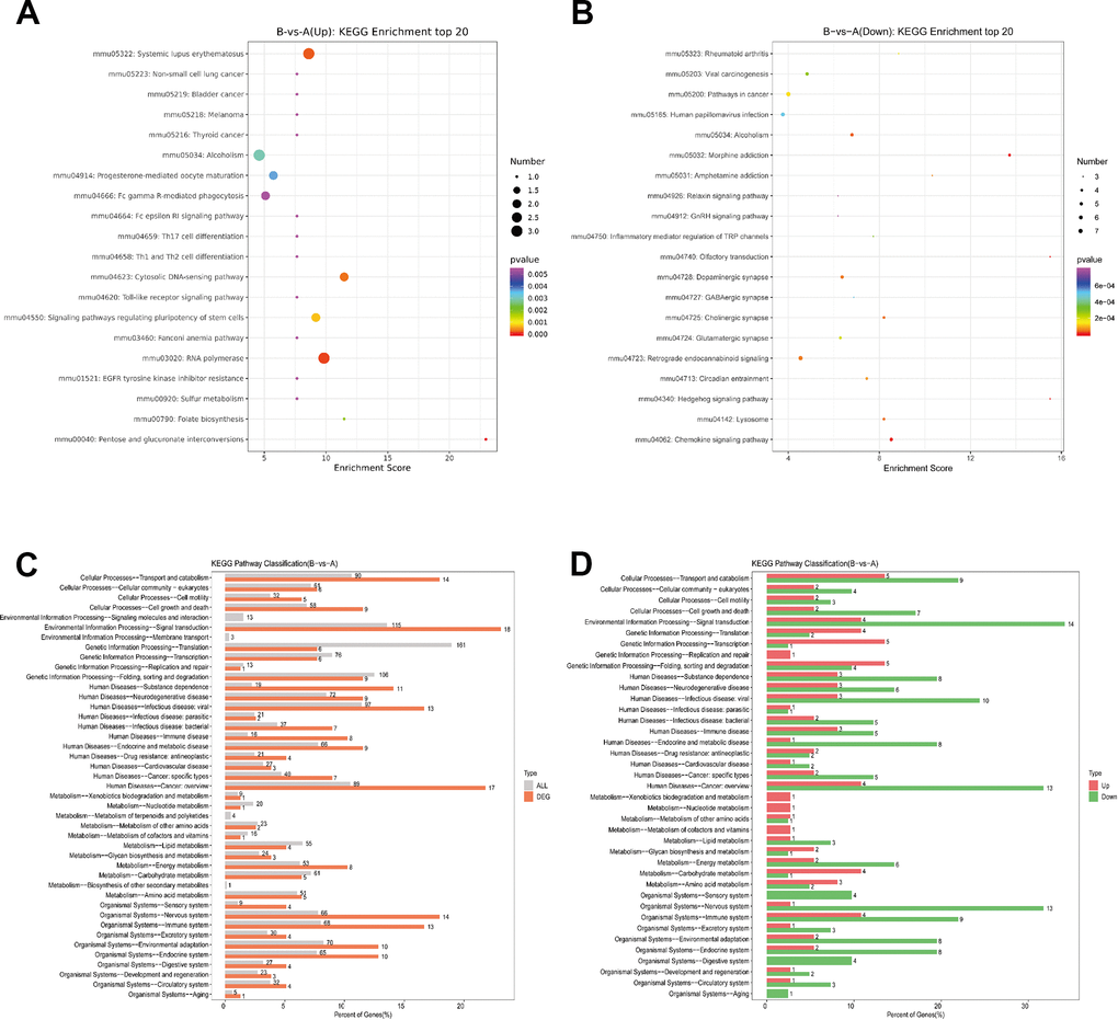 KEGG pathway analysis of DEPs. (A) Bubble Diagram of KEGG enrichment top20 upregulate. (B) Bubble Diagram of KEGG enrichment top20 downregulate. (C) Differentially expressed proteins / genes and all proteins / genes KEGG level2 horizontal distribution comparison chart. (D) Upregulate proteins / genes and downregulate proteins / genes KEGG level2 horizontal distribution comparison chart.