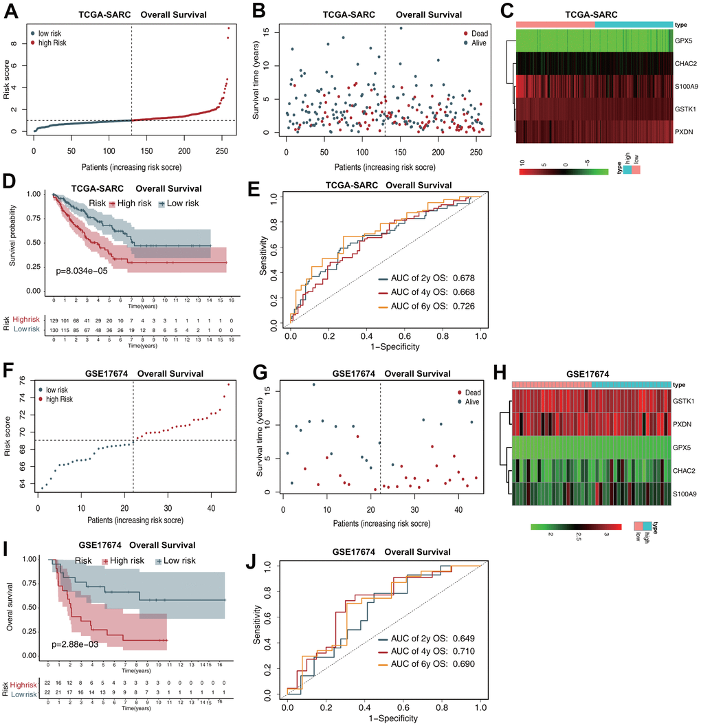 The five-gene prognostic signature predicts the OS of patients with sarcoma. (A) Risk score distribution in the TCGA-SARC dataset. (B) OS time distribution in the TCGA-SARC dataset. (C) Expression heatmap of the five genes in the TCGA-SARC dataset. (D) Kaplan–Meier analysis of OS based on the signature in the TCGA-SARC cohort. (E) Receiver operating characteristic (ROC) analysis of OS prediction in the TCGA-SARC cohort. (F) Risk score distribution in the GSE17674 dataset. (G) OS time distribution in the GSE17674 dataset. (H) Expression heatmap of the five genes in the TCGA-SARC dataset. (I) Kaplan–Meier analysis of OS based on the signature in the GSE17674 cohort. (J) ROC analysis of OS prediction in the GSE17674 cohort.