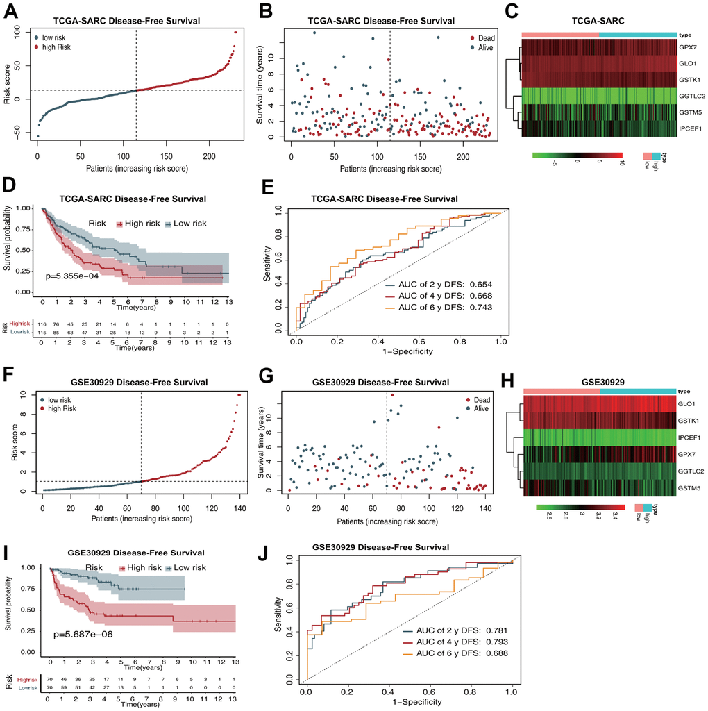 The six-gene prognostic signature predicts the DFS of patients with sarcoma. (A) Risk score distribution in the TCGA-SARC dataset. (B) OS time distribution in the TCGA-SARC dataset. (C) Expression heatmap of the six genes in the TCGA-SARC dataset. (D) Kaplan–Meier analysis of OS based on the signature in the TCGA-SARC cohort. (E) ROC analysis of OS prediction in the TCGA-SARC cohort. (F) Risk score distribution in the GSE30929 dataset. (G) OS time distribution in the GSE30929 dataset. (H) Expression heatmap of the six genes in the TCGA-SARC dataset. (I) Kaplan–Meier analysis of OS based on the signature in the GSE30929 cohort. (J) ROC analysis of OS prediction in the GSE30929 cohort.