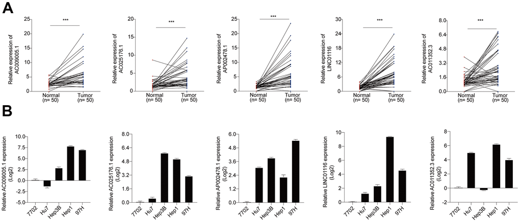 (A) The expression levels of 5 hub lncRNAs in HCC specimens of Tongji hospital. (B) The expression levels of 5 hub lncRNAs in normal liver cell line and 4 HCC cell lines.