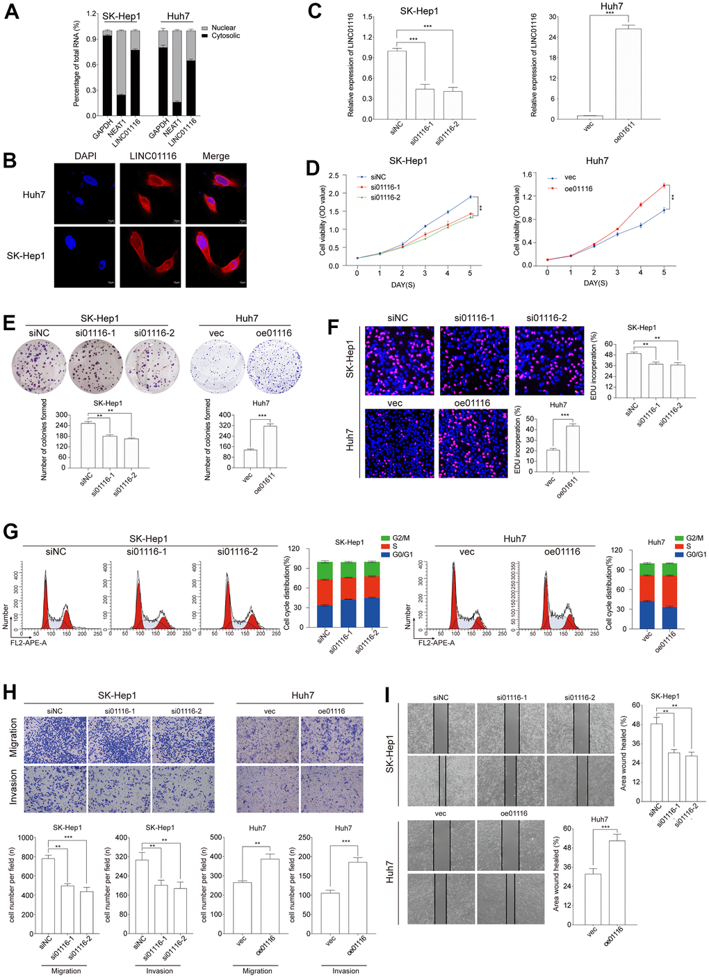 (A) The expression level of LINC01116 in the subcellular fractions of HCC cells was detected by qRT-PCR. (B) FISH assay analysis for the location of LINC01116 in HCC cells. (C) Transfection efficiency was verified by qRT-PCR. (D–F) Cell viability was evaluated with CCK-8, EdU and colony formation assays in HCC cells. (G) Cell cycle was examined by the flow cytometry. (H) Transwell assays were used to detect HCC cells invasion and migration. (I) Migration ability was evaluated by wound healing assay. **P 