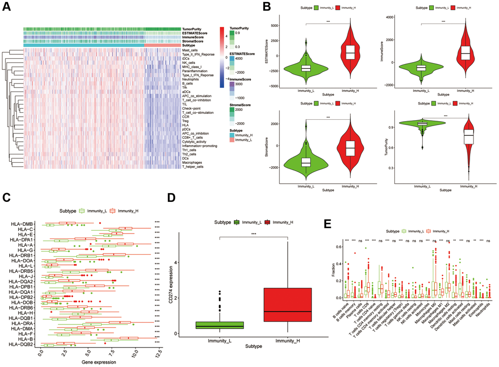 Construction and verification of bladder cancer clustering by immune infiltration. (A) The immune cells were highly infiltrated in the cluster1 group, which was named as the Immunity