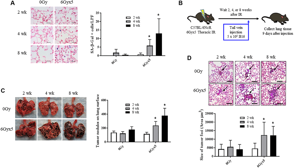 Irradiation enhances growth of experimental tumor colonization. Ten week old C57Bl/6NCr mice (n = 10) were irradiated with 5 daily fractions of 6 Gy (6Gyx5) to the thorax. (A) Lung tissue was collected at 2, 4, and 8 weeks after irradiation. SA-β-Galactosidase activity (blue) was evaluated in frozen lung tissue sections. (B) At 2, 4, 8 weeks after irradiation, 5 × 105 B16F0 cells were injected intravenously via the lateral tail vein. Lung tissue was collected 9 days later to count tumor nodules on the lung surface (C) and to measure the size of tumor foci in the lung (D). Panel (A) scale bar 40 μm, panel (D) scale bar 100 μm. Figure A, C, D: * indicate statistical significance compared to 2 wk data from the same group. *denotes p value 