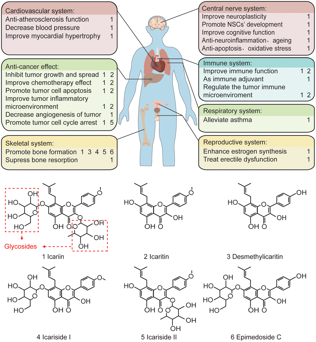 The pharmacological effects of the main components of epimedium and the related chemical formula. In terms of function, icariin plays a protective and anti-tumor role in various cardiovascular, skeletal, central nervous, immune, respiratory, and reproductive systems. Structurally, icariin has a chemical structure of glycosides, which is one of the reasons for its low oral bioavailability.