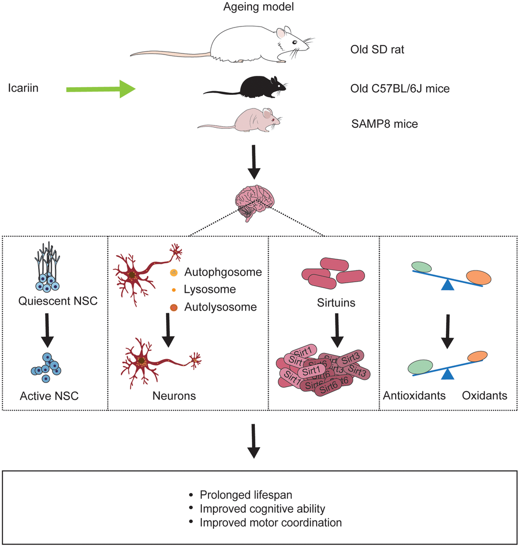 Icariin reverses ageing-induced deficits in the brain of ageing models. Icariin not only prolongs life span of ageing animals but also improves cognitive function and motor coordination by promoting neurogenesis, enhancing neuronal autophagy, increasing sirtuins protein like Sirt1, Sirt3, Sirt6, and exerting antioxidant effect in the brain.