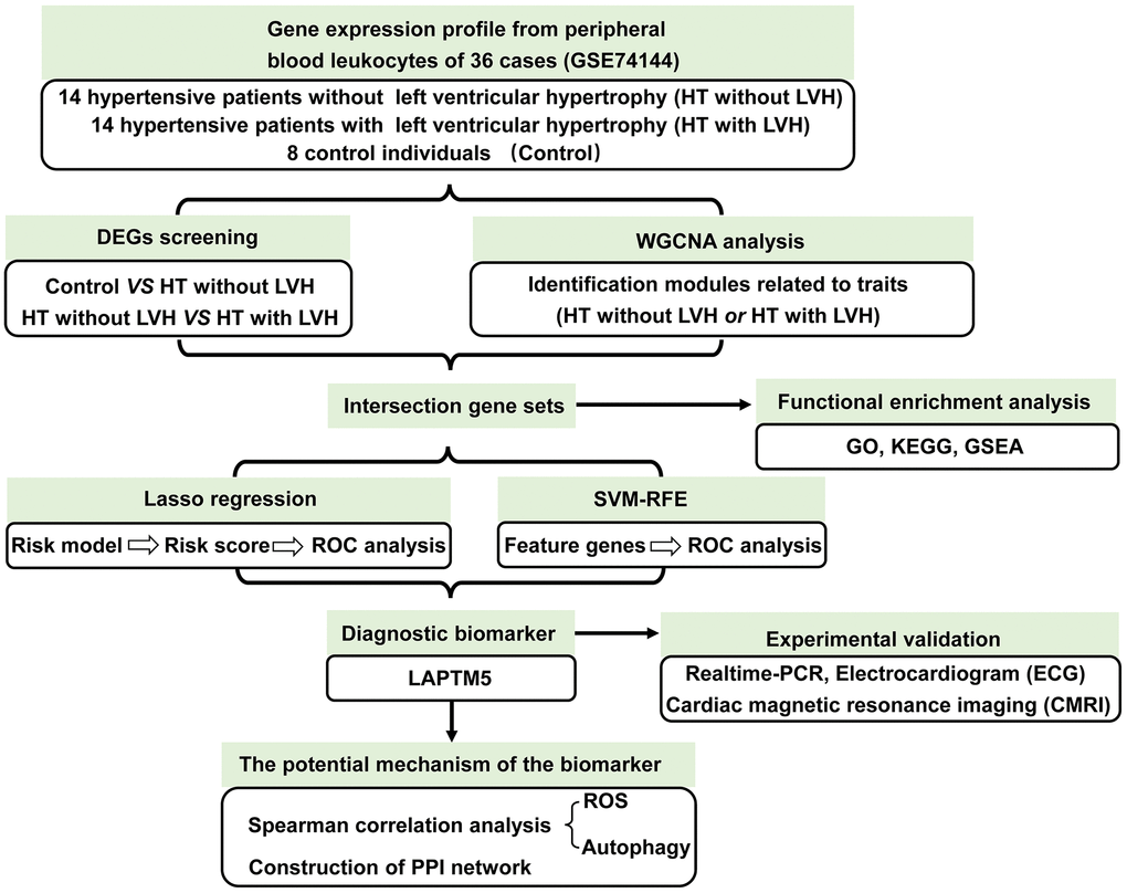 The workflow showing the strategies of the present study.