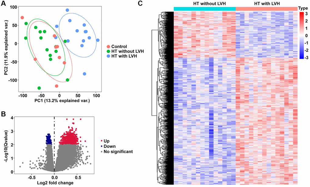 PCA and DEGs identification. (A) The PCA plots for all the subjects. Red nodes represent the Control sample cluster, green nodes designate the HT without LVH sample cluster, and blue nodes indicate the HT with LVH sample cluster. (B) Volcano plots of differential gene profiles between HT with LVH and non-LVH groups. Grey nodes represent genes that are not differentially expressed, red nodes represent significantly upregulated genes, and blue nodes indicate significantly downregulated genes in HT with LVH. (C) Heat map of all the DEGs between HT with LVH and non-LVH. Red exhibits overexpression, while blue indicates lower expression of genes in hypertensive LVH.