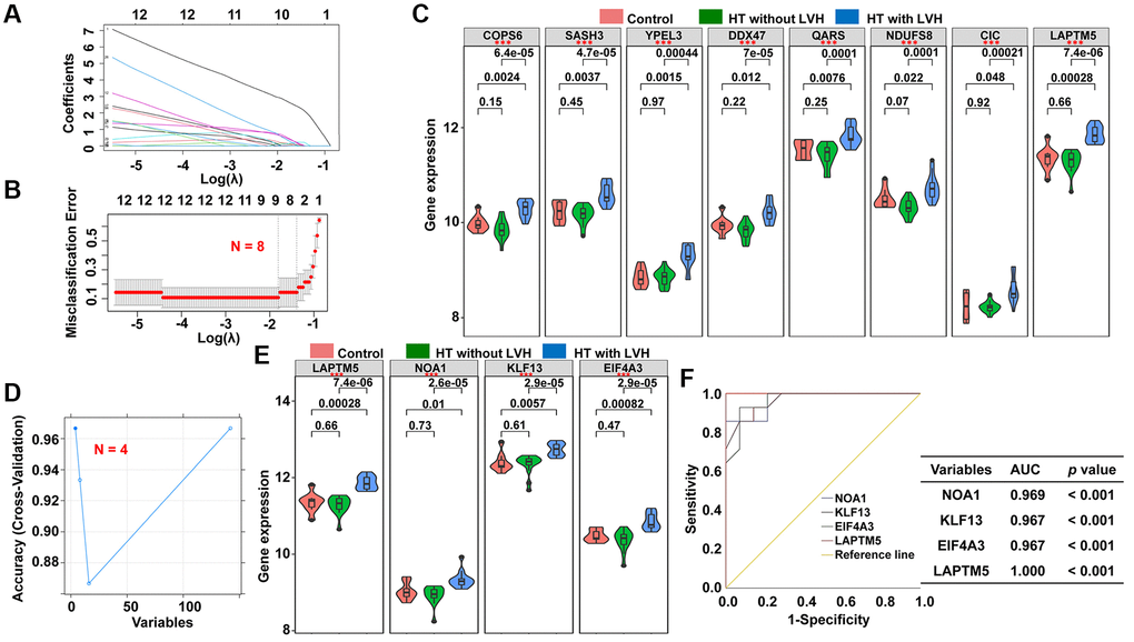 Screening of potential diagnostic markers for HT with LVH by LASSO and SVM-REF algorithm. (A) LASSO coefficient profiles of the 142 genes. Different color curves signify different genes. The numbers on the top of the figure indicate the number of the candidate genes entering in LASSO regression according to various lambda (λ) values displayed in the bottom of the figure. (B) Five-fold cross-validation to select the optimal tuning parameter (λ). The right dashed lines show the optimal values by 1-SE criteria (λ = 0.2729728). (C) The difference in expression level of the subset genes among the three groups (*p **p ***p D) The blue solid points indicate the maximum classification precision through ten-fold cross-validation, and the corresponding genes sets at this point are the best diagnostic markers selected by SVM. (E) Violin plots showing the expression patterns of the four genes screened by SVM-RFE algorithm among the three groups (*p **p ***p F) ROC curve analyses of the four genes filtered by SVM-REF algorithm showing the diagnostic efficacy for HT with LVH subjects.