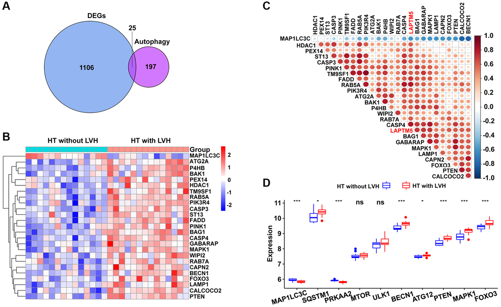 Association between LAPTM5 expression and autophagy-related genes in HT with LVH and non-LVH groups. (A) Venn diagram showing 25 shared genes by DEGs and autophagy-related genes. (B) Heat map illustrates the expression pattern of differentially expressed autophagy-related genes in HT with LVH and without LVH. Red exhibits upregulated genes, while blue stands for downregulated genes in the hypertensive LVH group. (C) Spearman’s correlation coefficients heat map showing gene co-expression patterns between LAPTM5 and significantly altered autophagy-related genes. The color depth of circle represents the strength of the correlation, red represents a positive correlation, and blue indicates a negative correlation. Darker color indicates a stronger correlation. (D) Box showing the expression levels of 10 autophagy-related genes between HT with LVH and non-LVH groups.