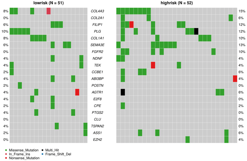 Analyses of somatic mutation profiles in melanoma samples. Waterfall plot of detailed mutation information of the top 20 genes in the high- and low-risk groups, with various color annotations to distinguish different mutation types.