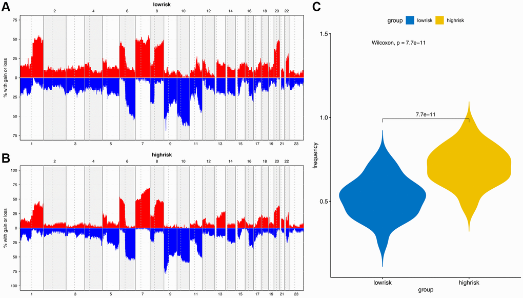 Copy number variation (CNV) analysis. (A) CNV distribution of low-risk group. (B) CNV distribution of high-risk group. (C) CNV frequency comparison of different risk groups.