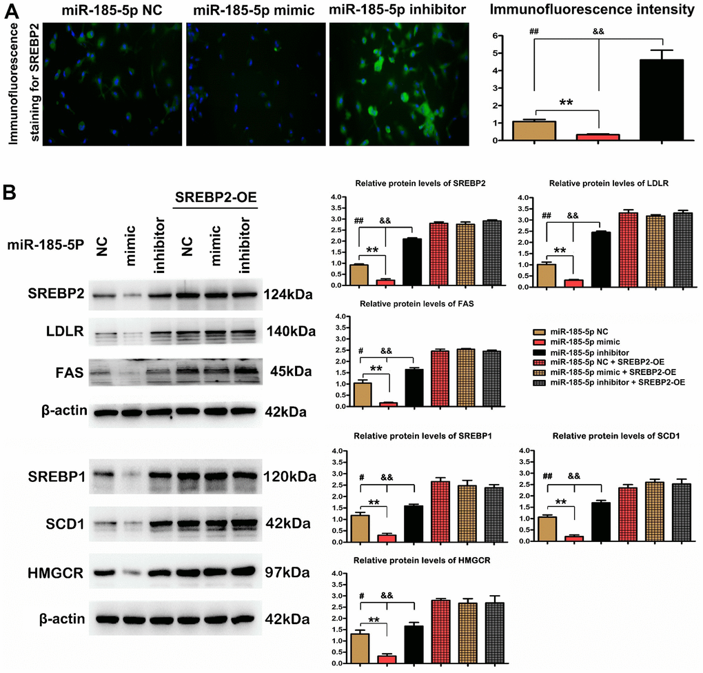 MiR-185-5p inhibited SREBP2 activation and thus repressed lipid metabolism pathway. Macrophages were pretreated with ox-LDL stimulation. (A) Immunohistochemical staining of SREBP2 in miR-185-5p mimic group, inhibitor group, and negative control group; the positive expression rate of SREBP2. *PB) Western blotting analysis of SREBP2, LDLR, and FAS in miR-185-5p NC group, miR-185-5p mimic group, or miR-185-5p inhibitor group. The SREBP2, LDLR, and FAS, SREBP1, SCD1, HMGCR protein levels were measured after co-transfection with miR-185-5p mimic, miR-185-5p NC, or miR-185-5p inhibitor, and SREBP2-OE Lentivirus in ox-LDL stimulated macrophages. Different data were presented as mean ± S.D. (*,P ).