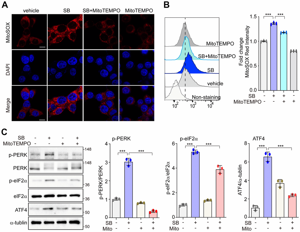 PERK activation with SB202190 is induced by ROS production. (A–C) SH-SY5Y cells were treated with 20 μM SB202190 for 3 h in the presence or absence of MitoTEMPO (100 nM, 1 h). (A) Cells were stained with MitoSOX (red), and then the nuclei were stained with DAPI (blue). Images were acquired by confocal microscopy. Scale bar, 10 μm. (B) mtROS was measured by flow cytometry. Fold changes in MitoSOX intensity are indicated at right. Data are mean ± SD (n=3); ***pC) Western blotting was performed to detect the phosphorylation of PERK, eIF2α, and ATF4.