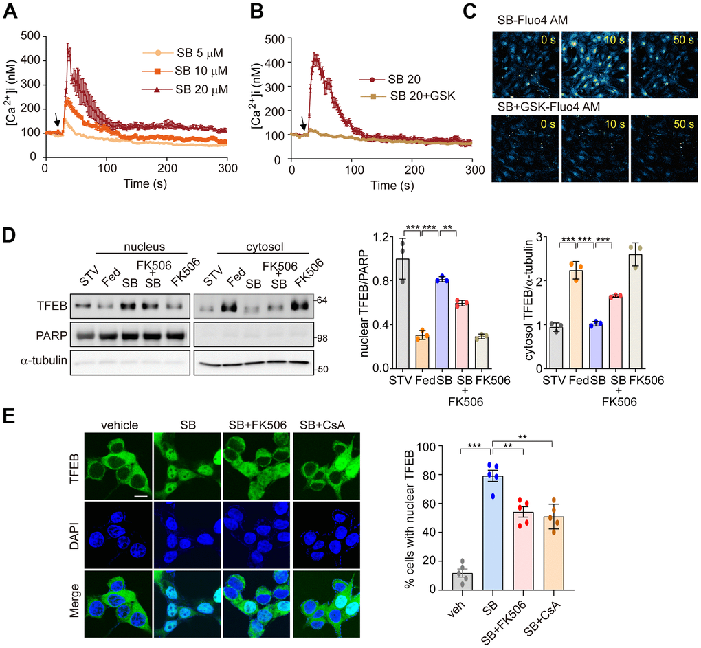 PERK-Ca2+-calcineurin pathway is required for SB202190-induced TFEB nuclear translocation. (A–C) The change of [Ca2+] in MEF cells was measured using confocal microscopy after loading with Fluo-4 AM. (A) Arrow indicates the time point at which SB202190 (SB) was added. The data represent mean ± SD from 3 independent experiments. (B, C) MEF cells were preincubated for 30 min with the PERK inhibitor GSK2606414 (1 μM). Arrow indicates the time point at which 20 μM SB202190 was added. The data represent mean ± SD from 3 independent experiments. (D) SH-SY5Y cells were pretreated with FK506 (10 μM) for 30 min and then treated with SB202190 (20 μM) for another 3 h. Measurement of TFEB activation was performed by western blotting of nuclear and cytoplasmic extracts. TFEB expression in the nucleus and cytoplasm was normalized to PARP and α-tubulin, respectively (left). Quantification of TFEB translocation is shown in the right panel. Data represent mean ± SD, **ppE) TFEB-GFP-transfected SH-SY5Y cells were treated with SB202190 (20 μM) for 6 h in the presence or absence of calcineurin inhibitors, FK506 (10 μM) and Cyclosporin A (CsA, 20μM). Representative images were detected by confocal microscopy (left). Quantification of nuclear translocation of TFEB-GFP (right). n > 20 cells per condition. Data represent mean ± SD; **pp