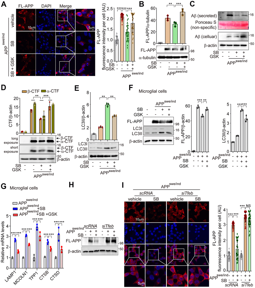 PERK activation by SB202190 reduces the aggregation of APP accumulation through TFEB-ALP activation in SH-SY5Y cells. (A, B) SH-SY5Y cells were transfected with pCAX-APP-Swe/Ind (APPswe/ind) for 48 h. Under this condition, cells were treated with the PERK inhibitor, GSK2606414 (1 μM, 1 h), before SB202190 (20 μM, 12 h) treatment. (A) Cells were stained with DAPI and immunostained with anti-FL-APP antibody. Representative image of FL-APP was observed by confocal microscopy (left) and quantification of FL-APP intensity (right). Data represent mean ± SD; ***pB) Western blotting was performed to detect the expression levels of FL-APP. Quantification of FL-APP expression was shown in the upper panel. (C) The levels of intracellular Aβ and secreted Aβ were detected by western blotting. (D, E) The cells were subjected to western blotting by antibodies against α/β-CTF (D) and LC3B (E). Quantification of α/β-CTF and LC3B-II conversion was analyzed upper. Data are mean ± SD (n=3), **ppF, G) HMC3 cells were transfected with pCAX-APP-Swe/Ind (APPswe/ind) for 48 h and then treated with SB202190 (20 μM, 12 h) in the presence or absence of PERK inhibitor, GSK2606414 (1 μM, 1 h). (F) Cells were detected to antibodies against APP and LC3B by western blotting. Quantification of FL-APP and LC3B-II conversion was analyzed. Data are mean ± SD (n=3), **ppG) Lysosomal genes, LAMP1, MCOLN1, TPP1, CTSB, and CTSD were measured by qRT-PCR. Data are represented as mean ± SD, ***pH, I) SH-SY5Y cells were co-transfected with pCAX-APP-Swe/Ind (APPswe/ind) and siTfeb for 48 h and were treated with SB202190 (20 μM, 12 h). (H) Cells were detected to antibody against FL-APP by western blotting. (I) Cells were stained with antibody against FL-APP and DAPI. Representative image of FL-APP was obtained by confocal microscopy (left) and quantification of FL-APP intensity (right). Data represent as mean ± SD; ***p