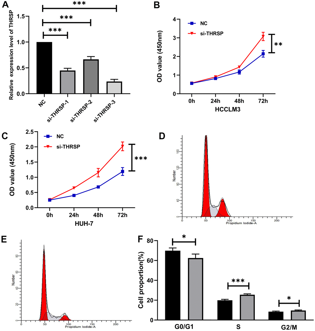 The effect of THRSP expression on proliferation and cell cycle of HCC cells. (A) The efficiency of the THRSP silencing determined by qRT-PCR. (B, C) The proliferation of HCCLM3 and Huh-7 cells examined by CCK-8. (D–F) The cell cycle assay detected by flow cytometry. NC group: black bars; si-THRSP group: grey bars. *p