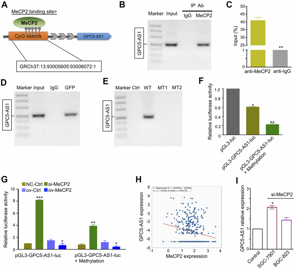 MeCP2 regulates GPC5-AS1 expression by binding its promoter regions. (A) MeCP2 binding sites were relative to the CpG island location. (B, C) ChIP RT-PCR of GPC5-AS1 was performed with an anti-MeCP2 antibody. (D) ChIP RT-PCR of GPC5-AS1 was performed with an anti-GFP antibody after transfection with the GFP-MeCP2 plasmid. (E) ChIP RT-PCR of GPC5-AS1 was performed with an anti-GFP antibody after transfection with Ctrl (GFP plasmid), WT (GFP-MeCP2 plasmid), MT1 (GFP-Mutation type 1), and MT2 (Mutation type 2). (F) SGC-7901 cells were transfected with pGL3-GPC5-AS1-luc and pGL3-GPC5-AS1-luc + Methylation; luciferase activity was determined at 48 h post-transfection. Renilla luciferase served as the internal control. (G) SGC-7901 cells were treated with pGL3- GPC5-AS1-luc, pGL3-GPC5-AS1-luc + Methylation, MeCP2 siRNAs, and overexpression vectors; luciferase activity was determined. (H) Correlation analysis of MeCP2 and GPC5-AS1 expression in GC tissues through starBase (r = -0.192, p I) Expression of GPC5-AS1 in SGC-7901 and BGC-823 cells transfected with si-MeCP2. (p* p** p*** 