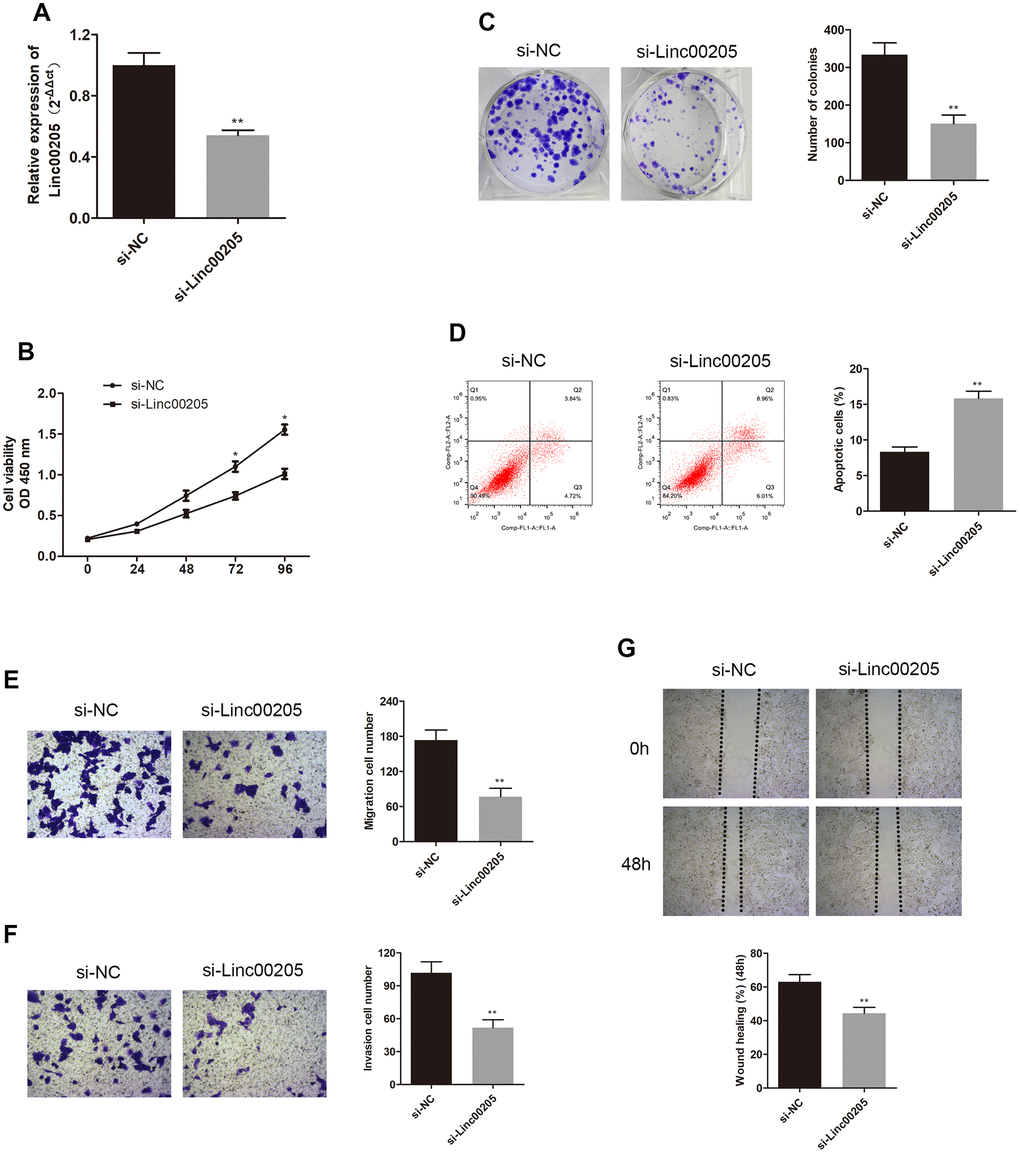 Knockdown of Linc00205 altered cell viability, colony formation, apoptosis, migration and invasion ability. (A) qRT-PCR assay for Linc00205 expression in HepG2 cells that were transfected with either si-Linc00205 or control si-NC. (B) Cell viability assay conducted in HepG2 cells after transfection with either si-Linc00205 or control si-NC. (C) Colony formation ability of HepG2 cells that were transfected with si-Linc00205 or control si-NC. Quantitative analysis of colonies formation (right panel). (D) Apoptosis of HepG2 cells transfected with si-Linc00205 or control si-NC, and quantitative analysis of the apoptosis cells (right panel). (E, F) The migration and invasion ability of HepG2 cells that were transfected with either si-Linc00205 or control si-NC, as determined using the transwell migration assay (E) and transwell invasion assay (F) (left panel). Quantitative analysis of the migratory cells or invasive cells in transwell assays was also conducted (right panel). (G) Migration ability of HepG2 cells transfected with si-Linc00205 or control si-NC at indicated time points was evaluated by wound healing assay (upper panel). Quantitative analysis of the gap of wound healing assay (lower panel) was performed at 48 hours. *p 