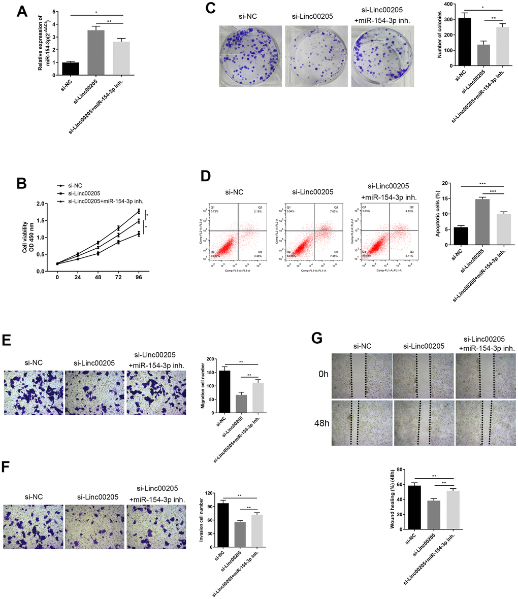 Inhibition of miR-154-3p reversed changes in cell viability, colony formation ability, apoptosis, migration and invasion ability, caused by Linc00205 knockdown. (A) qRT-PCR assay for miR-154-3p expression among HepG2 cells transfected with si-Linc00205 and with or without miR-154-3p inhibitor. (B) Cell viability assay was carried out in HepG2 cells that were transfected with si-Linc00205 and with or without the miR-154-3p inhibitor. (C) Colony formation ability of HepG2 cells were transfected with si-Linc00205 and with or without miR-154-3p inhibitor. A quantitative analysis of colonies was performed (right panel). (D) Apoptosis assays of HepG2 cells transfected with si-Linc00205 and with or without miR-154-3p inhibitor, and quantitative analysis of the apoptosis cells (right panel). (E, F) The migration and invasion ability of HepG2 cells transfected with si-Linc00205 and with or without miR-154-3p inhibitor were determined through the use of a transwell migration assay (E) and transwell invasion assay (F) (left panel). A quantitative analysis of migratory or invasive cells in transwell assays was also performed (right panel). (G) Migration ability of HepG2 cells transfected with either si-Linc00205 and with or without miR-154-3p inhibitor at indicated time points was evaluated by wound healing assay (upper panel). The quantitative analysis of the gap of wound healing assay (lower panel) was performed at 48 hours. *p 