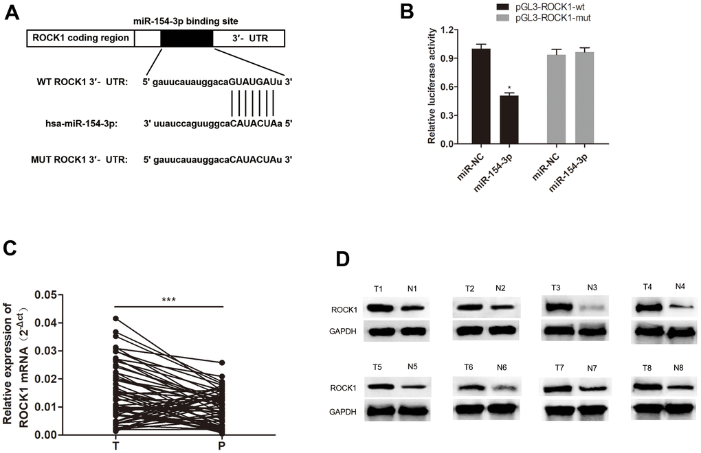 miR-154-3p directly targets ROCK1. (A) A schematic representation of putative miR-154-3p binding site in ROCK1. (B) Relative luciferase activity was examined in miR-154-3p and pGL3-ROCK1-wt or pGL3-ROCK1-mut co-transfected cells. (C, D) qRT-PCR and western blot assays for ROCK1 mRNA (C) (n = 60) and protein expression (D) (n = 8) in HB tissues and para-cancerous tissues.*p 