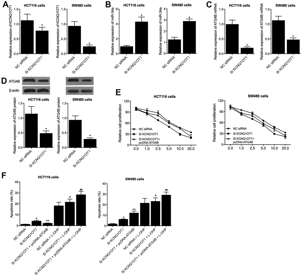 PcDNA-ATG4B reversed the KCNQ1OT1 siRNA caused dysregulation of HCT116 and SW480 cells. (A) KCNQ1OT1 siRNA suppressed the expression of KCNQ1OT1 in HCT116 and SW480 cells (statistical analysis: Pupil's t-test; * P value B) KCNQ1OT1 siRNA activated the expression of miR-34a in HCT116 and SW480 cells (statistical analysis: Pupil's t-test; * P value C) KCNQ1OT1 siRNA suppressed the expression of ATG4B mRNA in HCT116 and SW480 cells (statistical analysis: Pupil's t-test; * P value D) KCNQ1OT1 siRNA suppressed the expression of ATG4B protein in HCT116 and SW480 cells (statistical analysis: Pupil's t-test; * P value E) PcDNA-ATG4B reversed the KCNQ1OT1 siRNA caused cell viability decrease in HCT116 and SW480 cells. (F) PcDNA-ATG4B reversed the KCNQ1OT1 siRNA caused apoptosis increase in HCT116 and SW480 cells. L-OHP treatment increased the apoptosis level of HCT116 and SW480 cells under distinct conditions (statistical analysis: one-way ANOVA; HCT116: * P value 