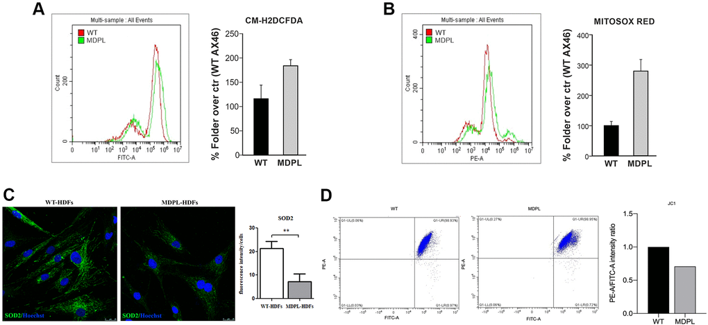 Functional mitochondrial evaluation of MDPL and WT HDFs. Flow cytometry quantification of (A) total reactive oxygen species using CM-H2DCFDA in HDFs WT and MDPL ones. (B) Flow cytometry quantification of mitochondrial superoxide using MitoSOX Red in HDFs WT and in MDPL ones. The error bar indicated in panels A and B is the average of two independent experiments. (C) Confocal analysis following SOD2 immunofluorescence and its quantification (**p D) JC1 staining for flow cytometry to evaluate changes in mitochondrial potential membrane and the quantification of red/green fluorescence intensity ratio.