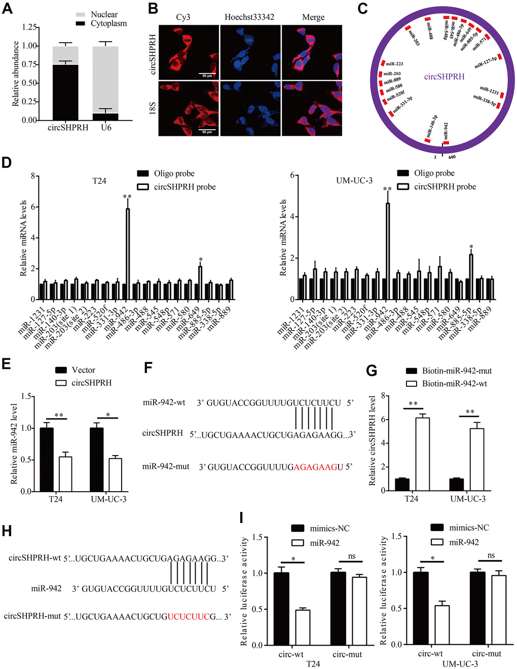 circSHPRH directly binds to miR-942. (A, B) circSHPRH was predominantly located in the cytoplasm of T24 cells, as detected by nucleus-plasma separation assay (A) and FISH (B). (C) Eighteen miRNAs possess potential circSHPRH binding sites, as predicted by CircInteractome. (D) miR-942 was pulled down and enriched with a circSHPRH specific probe in both T24 and UM-UC-3 cells, as detected by qRT–PCR. (E) The relative expression of miR-942 in T24 and UM-UC-3 cells transfected with the vector or circSHPRH plasmid. (F) The potential circSHPRH binding site and mutant sequence in miR-942. (G) circSHPRH was captured by miR-942 using a biotin-labeled miRNA capture assay. (H) The potential miR-942 binding site and mutant sequence in circSHPRH. (I) Luciferase activity was detected in T24 and UM-UC-3 cells transfected with wild-type (wt) circSHPRH (or mutant) and miR-942 mimics or mimics-NC. *PP