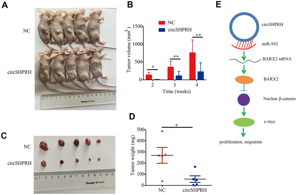 Overexpression of circSHPRH represses tumor growth in vivo. (A) Representative images of subcutaneous tumors in BALB/c nude mice. (B) The tumor volume of xenograft tumors at different time points. (C) Representative images of dissected tumors from sacrificed mice. (D) Compared with the control group, the tumor weights significantly decreased in the circSHPRH-overexpressing group. (E) Schematic diagram shows that circSHPRH inhibits BCa cells proliferation and migration through the miR-942/BARX2/Wnt/β-catenin signaling pathway.